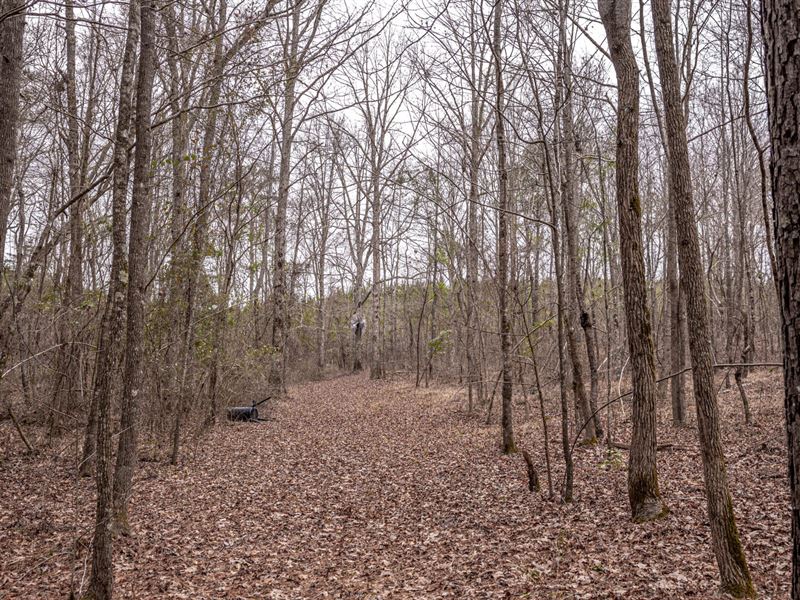 Central MS Hunting and Timber : Carthage : Leake County : Mississippi