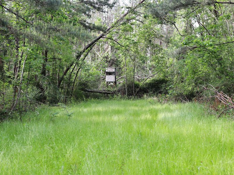 Tickfaw Gravel and Timber : Tickfaw : Tangipahoa Parish : Louisiana
