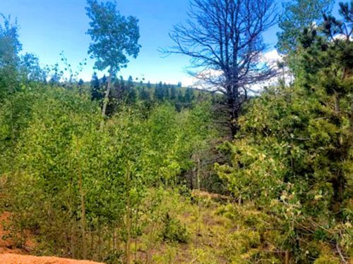 9.90 Acres Near National Forest : Cripple Creek : Teller County : Colorado