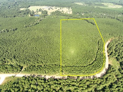 27 Acres, Shady Grove Road : Woodville : Tyler County : Texas
