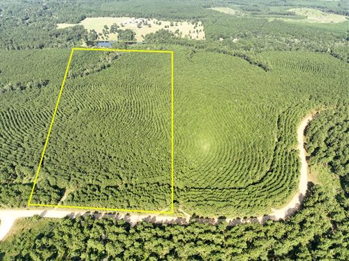 32 Acres Shady Grove Road : Woodville : Tyler County : Texas