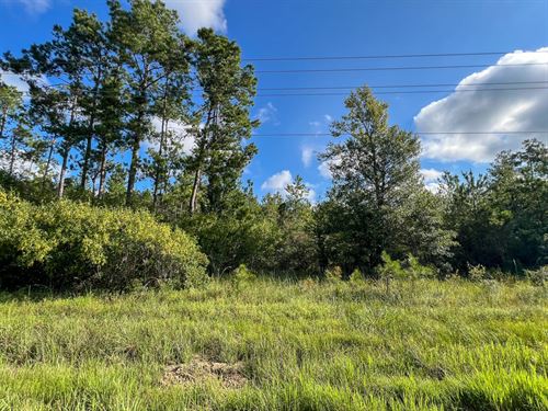 51 Acres, T-2 FM 1013 287052 : Mount Union : Jasper County : Texas