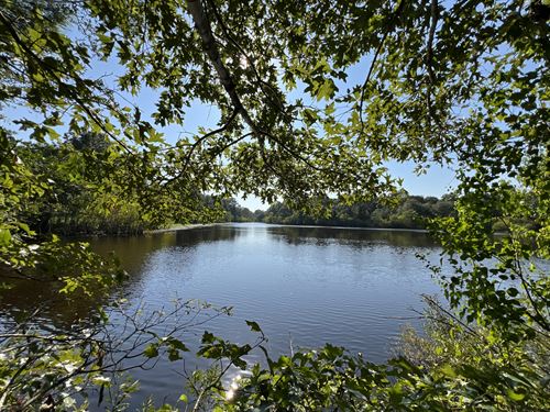 81.66 Acres in Montgomery, Texas : Montgomery : Texas