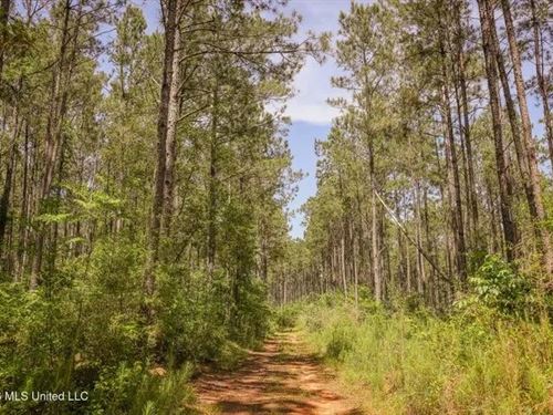 120 Acre Hunter's Paradise in South : Liberty : Amite County : Mississippi