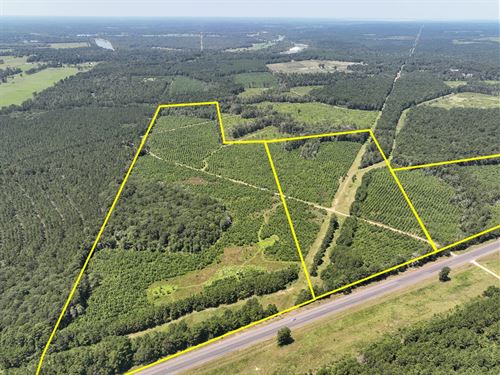 111 Acres, Highway 146 T-3, 4 & 5 : Ace : Polk County : Texas