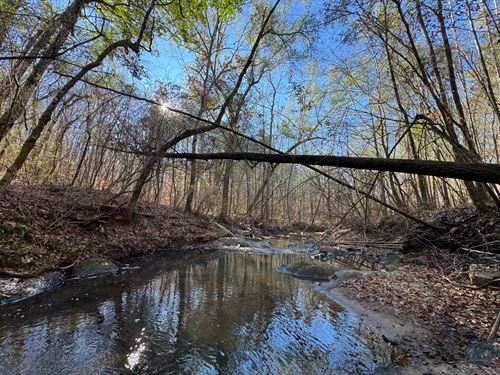 70 Ac, Managed Pine Plantation : Camp Hill : Tallapoosa County : Alabama