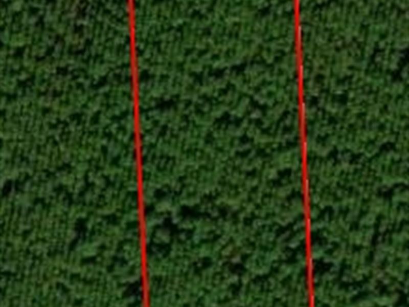 Andrew's Grove Lot 4 : Hilliard : Nassau County : Florida