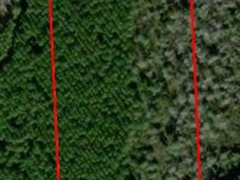 Andrew's Grove Lot 11 : Hilliard : Nassau County : Florida