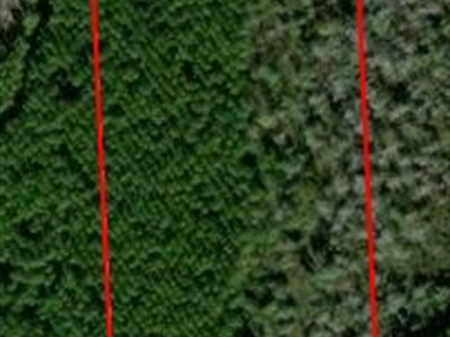 Andrew's Grove Lot 11 : Hilliard : Nassau County : Florida