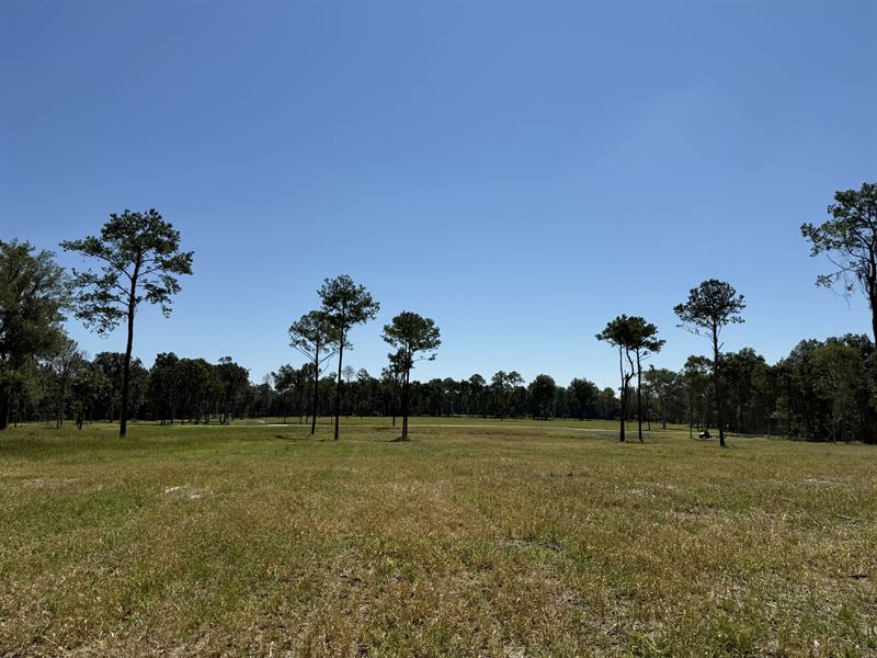 84 Acres in Micanopy, Florida : Micanopy : Marion County : Florida
