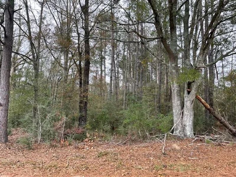 20 Acres on Campbell Rd, Jayess : Jayess : Walthall County : Mississippi