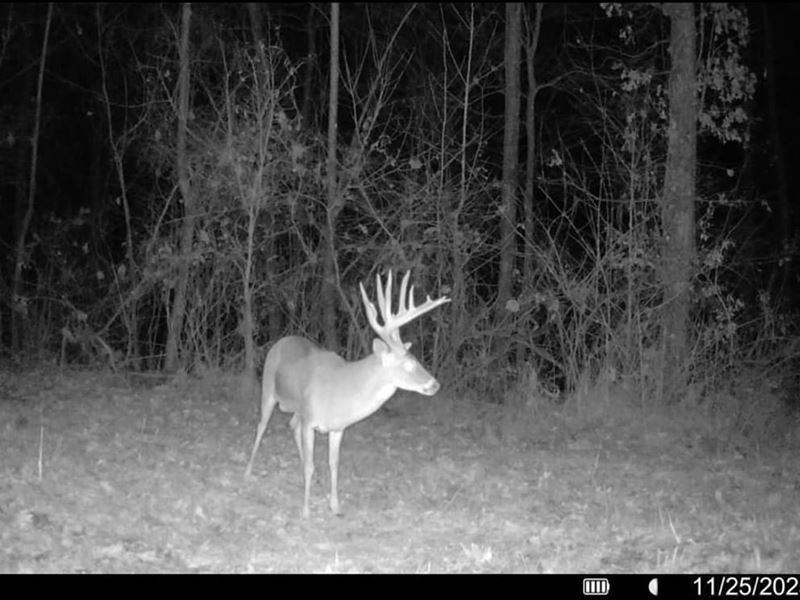 Crowleys Ridge 83 : La Grange : Lee County : Arkansas