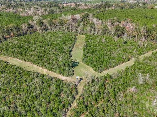 Hunting Land For Sale in Amite Coun : Liberty : Amite County : Mississippi