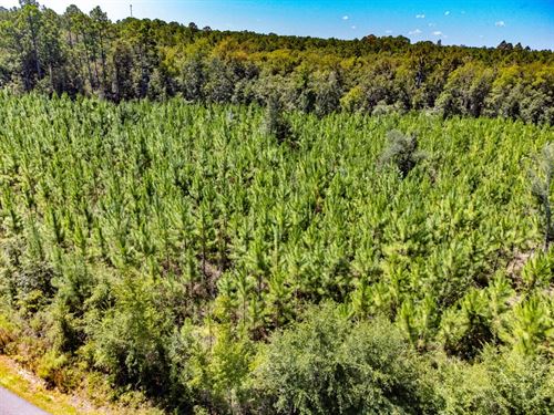 31.7 Ac Homesite And Timber Investm : Telogia : Liberty County : Florida