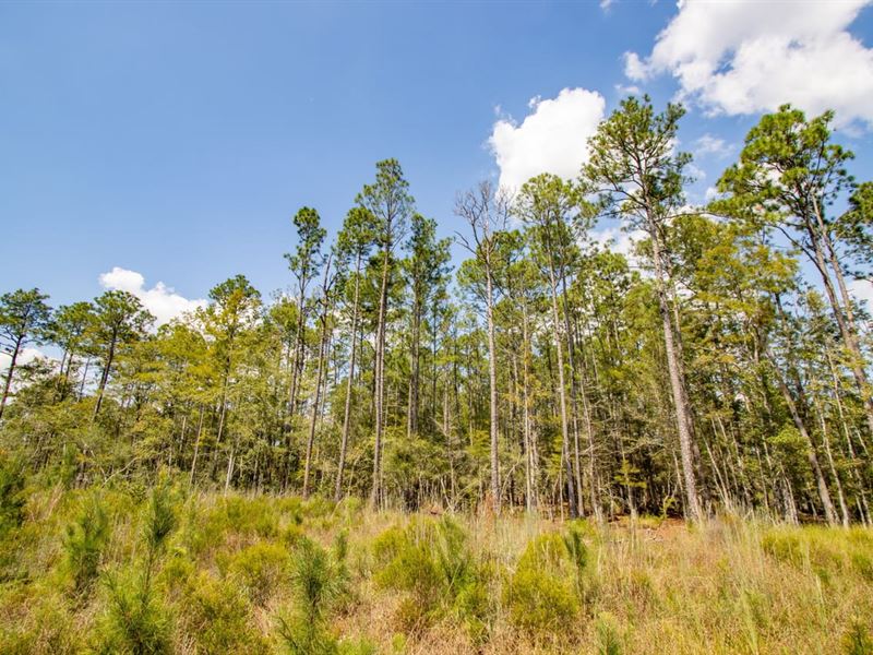 333 Ac Timber, Recreation and Homes : Bonifay : Holmes County : Florida