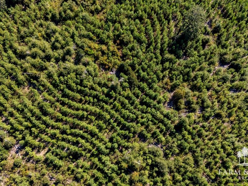 11.2 Ac Homesite Lot Jackson Co : Alford : Jackson County : Florida