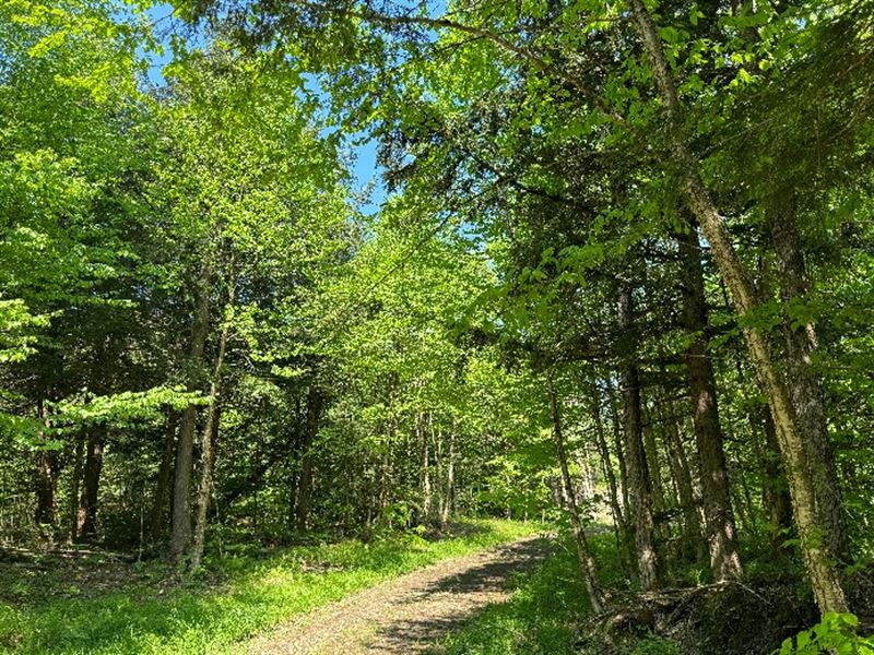 Tug Hill Woodlands & Beaver Pond : Lewis : Lewis County : New York