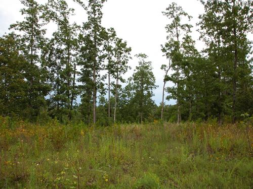 Will Not Last, $999 Down : Birch Tree : Shannon County : Missouri