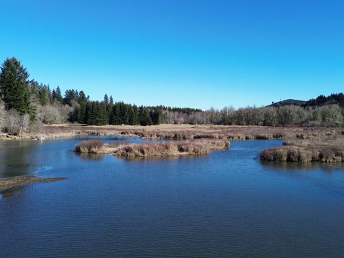 Lincoln Creek Mallard Crossing : Rochester : Lewis County : Washington