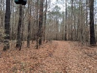 Beautiful Track, Hunting, Fishing : Bogue Chitto : Lincoln County : Mississippi