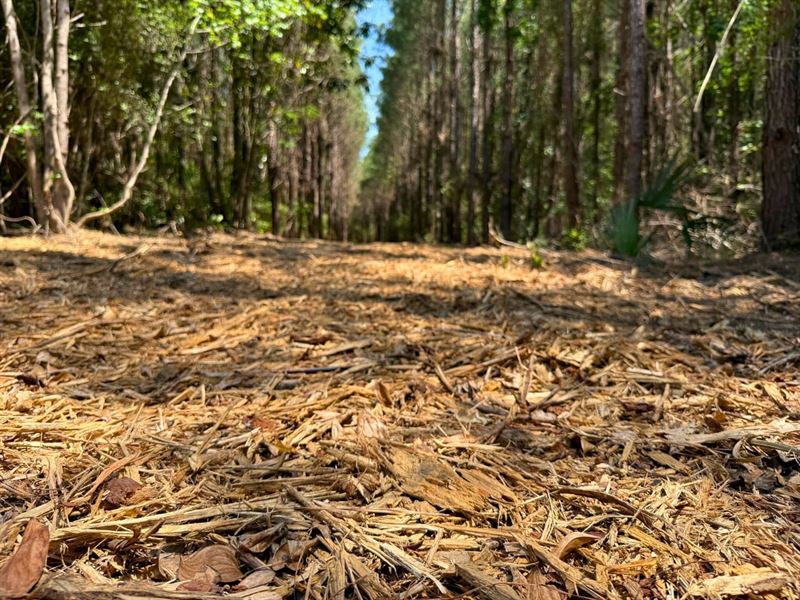 18 Acres, Sunflower Road, Adjoins : Livingston : Polk County : Texas