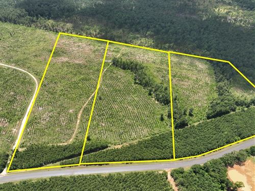 13 Acres, T-1, FM 1276, 00011 : Dallardsville : Polk County : Texas