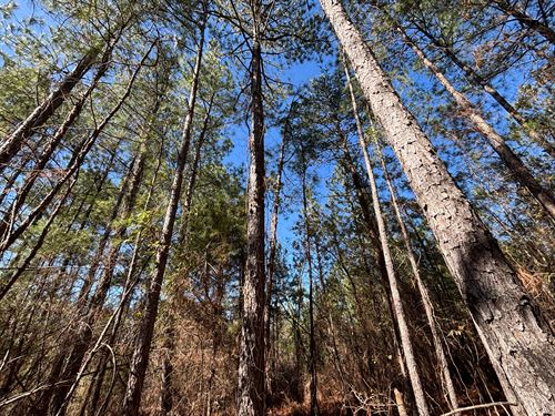 Narrows Road 148 Ac Retreat : Pinson : Jefferson County : Alabama