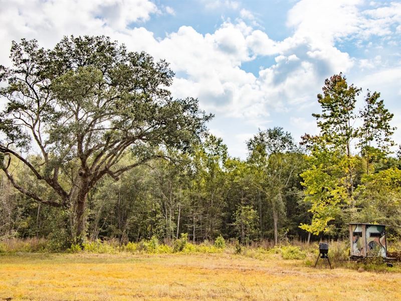 296 Ac Hwy 231 Frontage Timberland : Campbellton : Jackson County : Florida