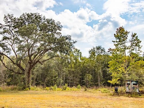 296 Ac Hwy 231 Frontage Timberland : Campbellton : Jackson County : Florida