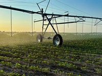 Brewster Farm, 1,229 Acres : Clarksville : Red River County : Texas