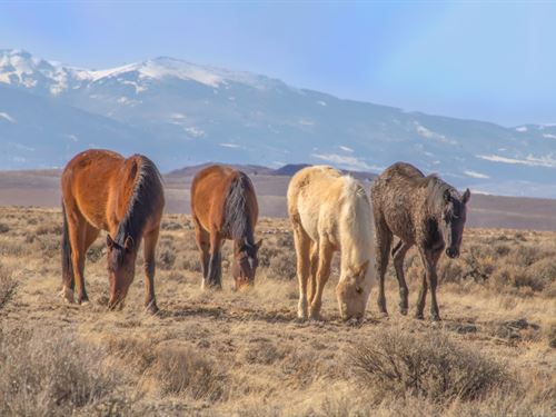 5.1Ac Tiny Homes & Rvs OK, No HOA : Blanca : Costilla County : Colorado