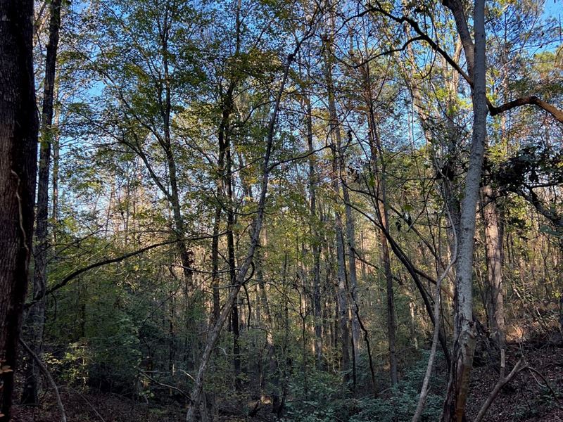 117 Mt. Nebo Rd. Tract : Marion : Perry County : Alabama