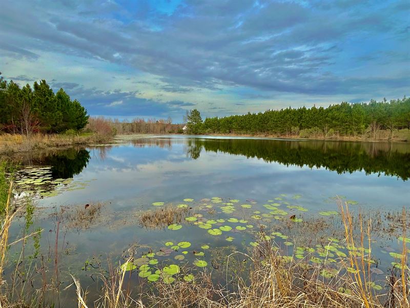 101 Acres in Ben Hill County, GA : Fitzgerald : Ben Hill County : Georgia