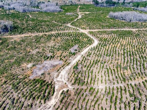 225 Ac Timberland / Recreation Clos : Vernon : Washington County : Florida