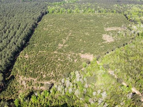 Jackson Parish Timber Tract 2 : Eros : Jackson Parish : Louisiana