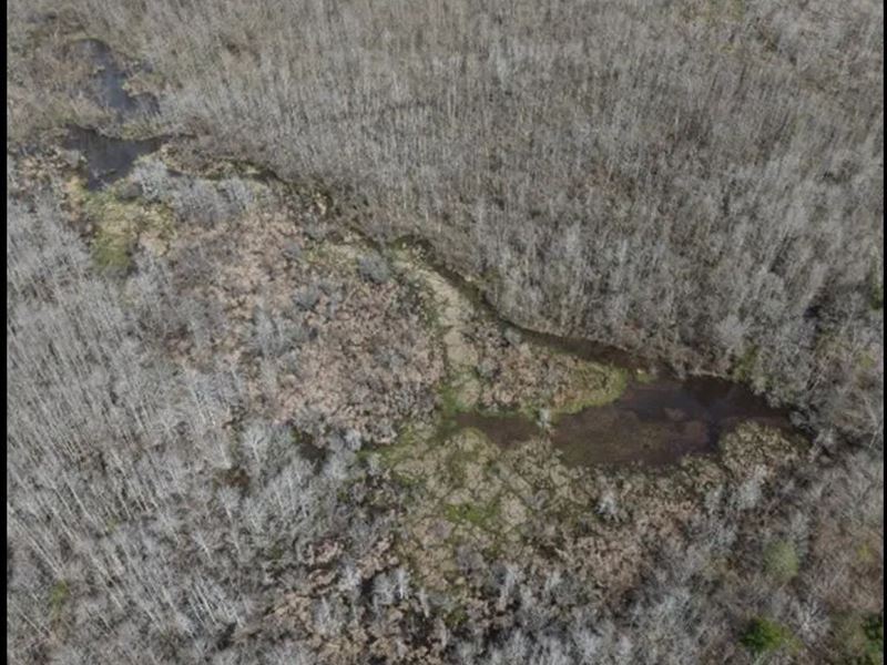 95.6 Acres in Newton County in Newt : Newton : Newton County : Mississippi