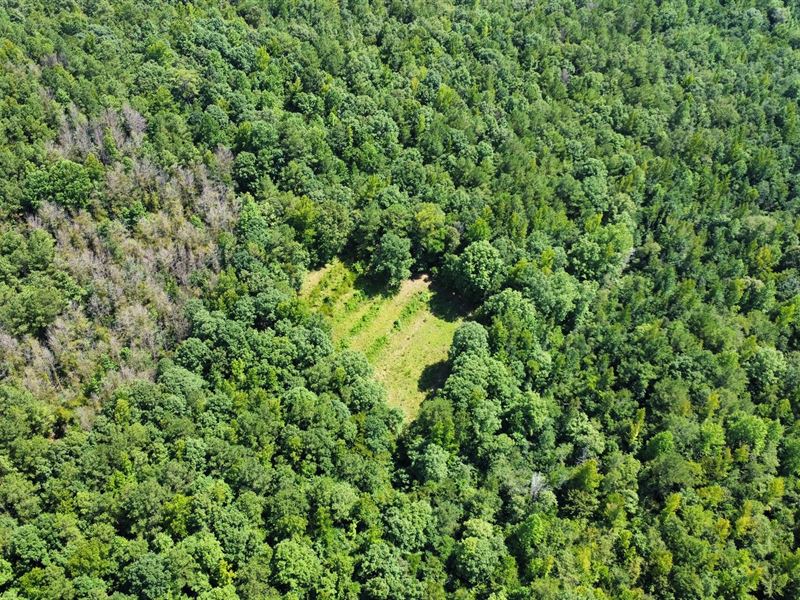 40 Acres in Tuscaloosa County : Moores Bridge : Tuscaloosa County : Alabama