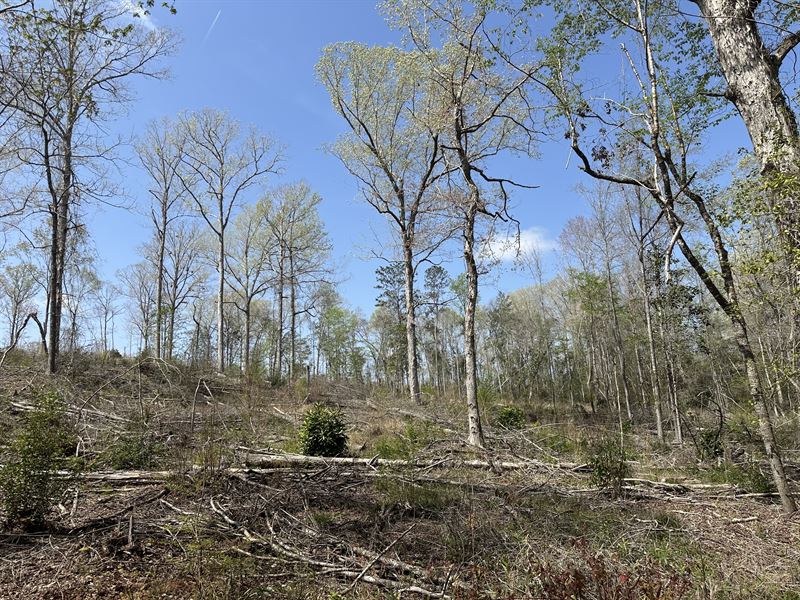 Beaver Pond Road Ne, 87 Acres : Monroeville : Monroe County : Alabama