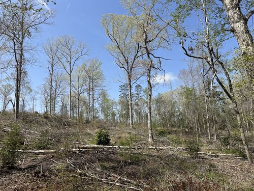 Beaver Pond Road Ne, 87 Acres : Monroeville : Monroe County : Alabama