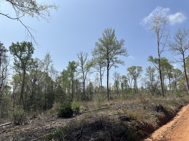 Beaver Pond Road Nw, 39 Acres : Monroeville : Monroe County : Alabama