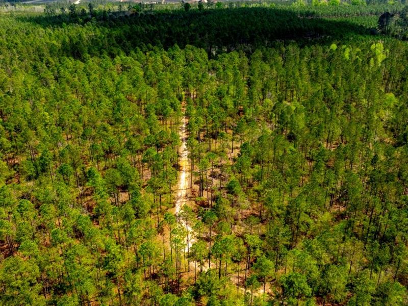 Tiger Creek Timber : Vidalia : Montgomery County : Georgia