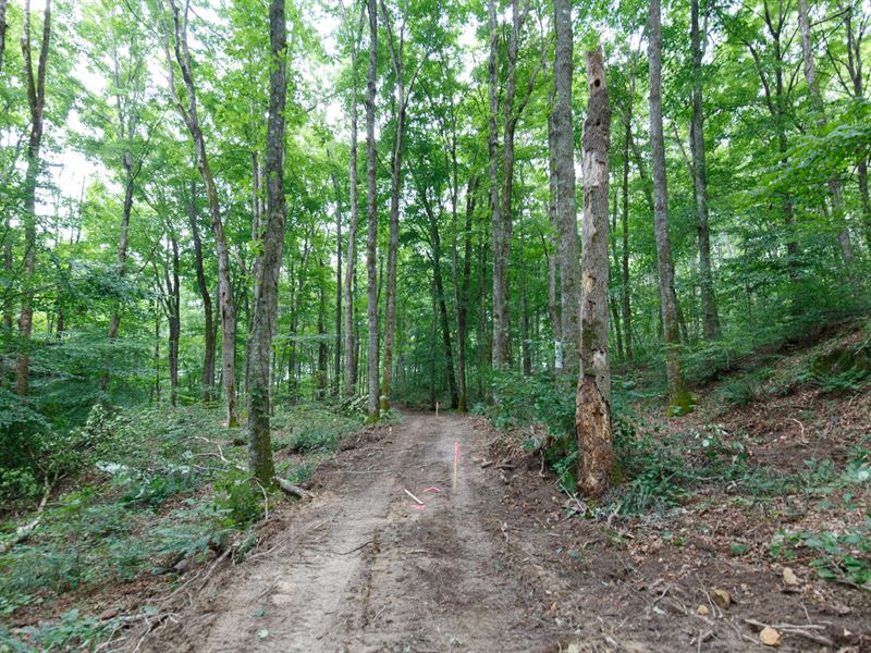 Raw Land in Wayne County : Pueblo : Wayne County : Kentucky