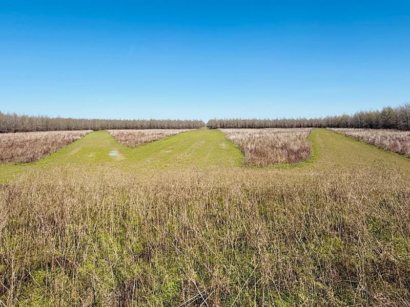 256.11 Acres in Sharkey County, MS : Rolling Fork : Sharkey County : Mississippi