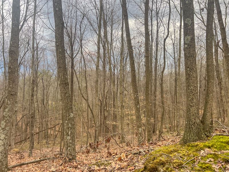 Ponetown Rd Lot 3, 11.4 Acres : Ray : Vinton County : Ohio