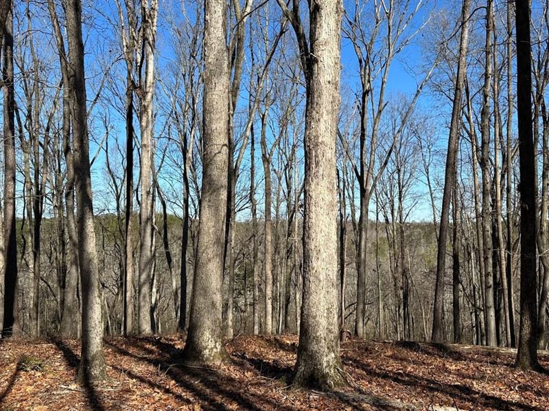 Good Timber & Hunting, $2,750/Ac : Homer : Banks County : Georgia