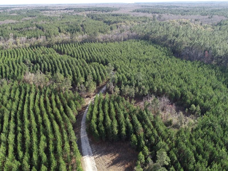 61 Ac Secluded Hunting and Timber : Bonifay : Holmes County : Florida