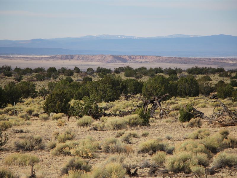 41 Acres Seclusion & Privacy : Saint Johns : Apache County : Arizona