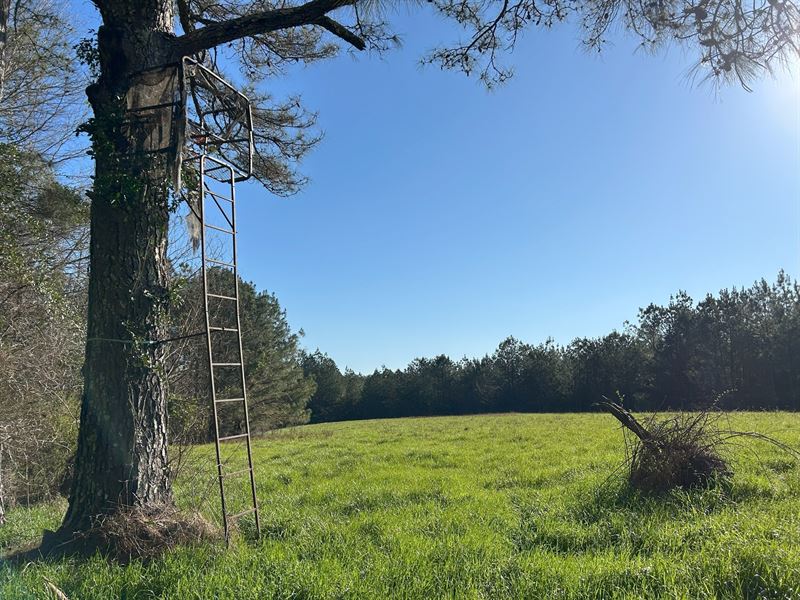 Excellent Simpson County Hunting WI : Magee : Simpson County : Mississippi