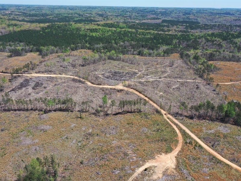 40 Acres Marion County : Haleyville : Marion County : Alabama