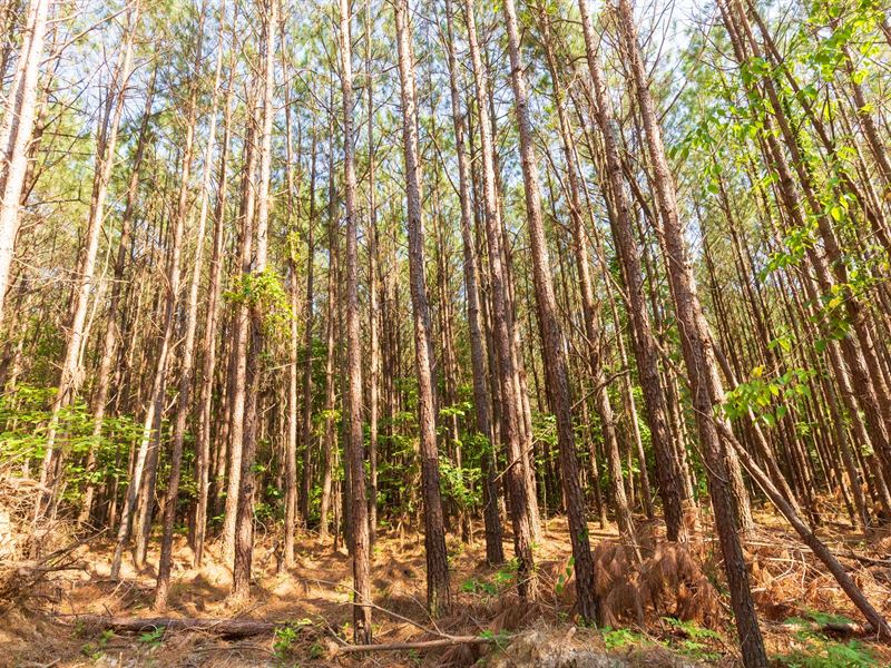 Tennessee Land, $999 Down : Lexington : Henderson County : Tennessee